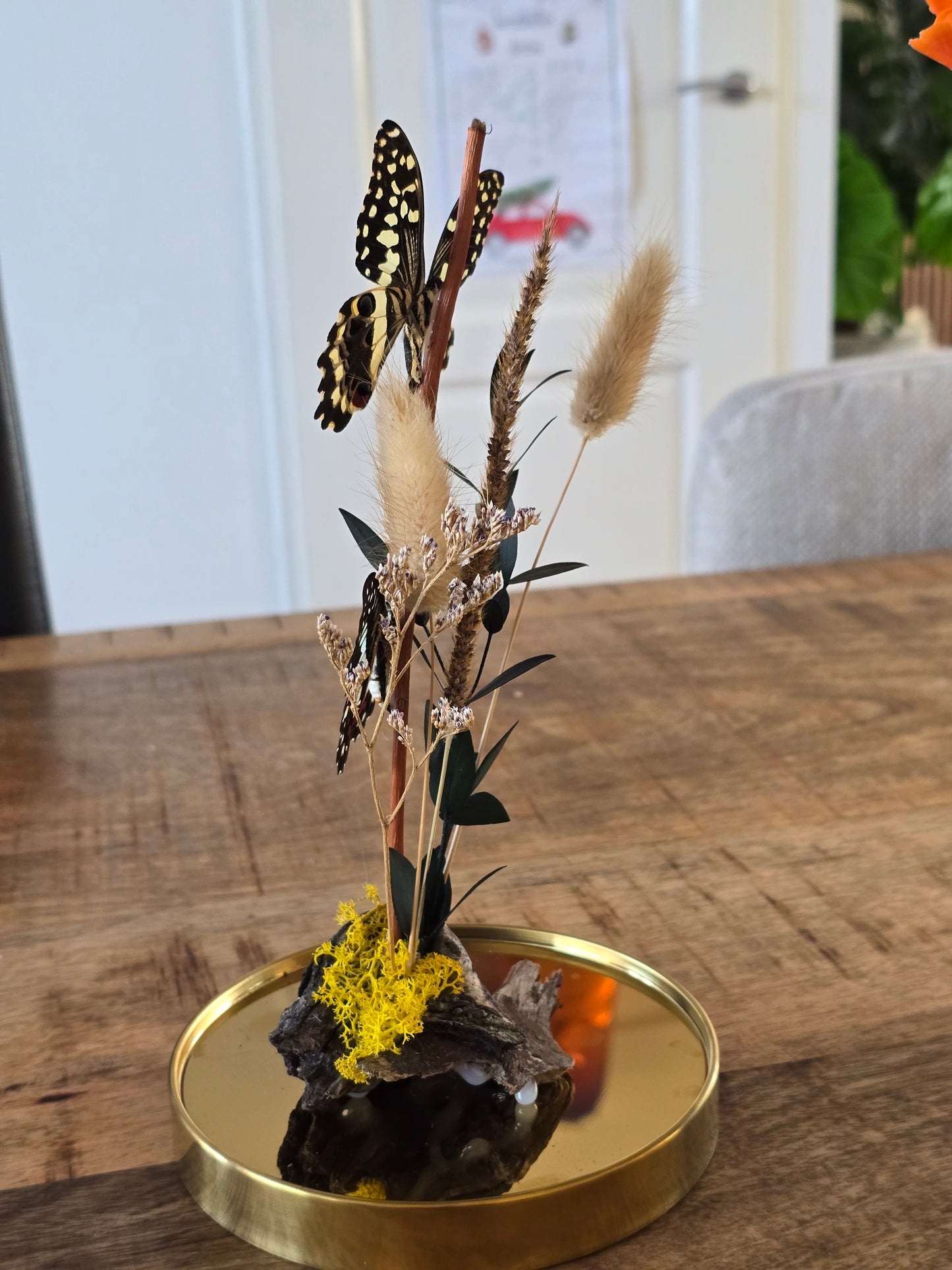 🦋XL vlinderstolp Graphium Doson & Papilio Demoleus🦋