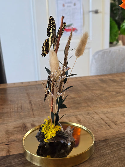 🦋XL vlinderstolp Graphium Doson & Papilio Demoleus🦋