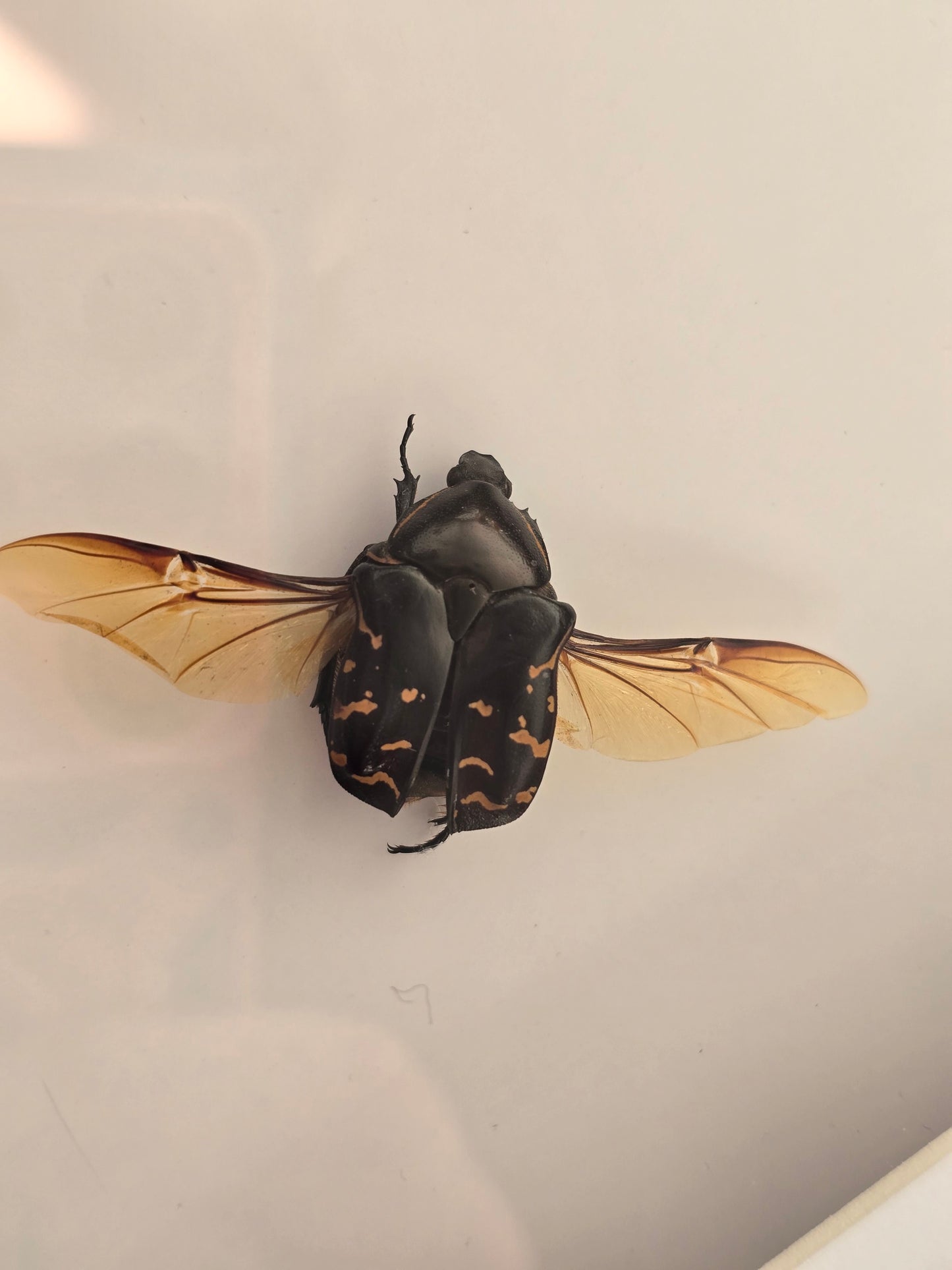 insectenlijstje 2e kansje✨