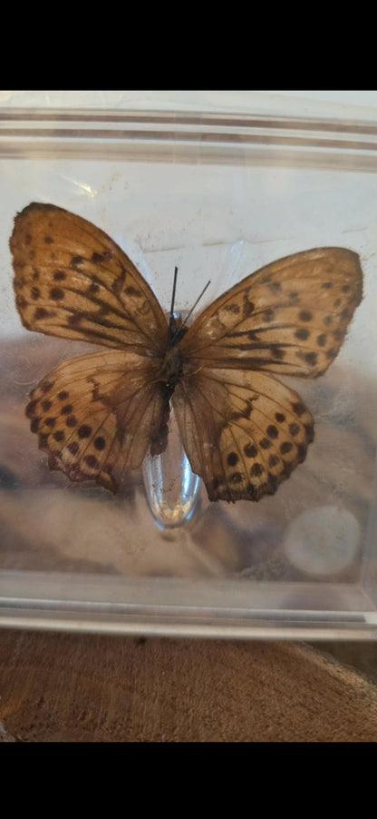 Unieke vlinder in displaybox