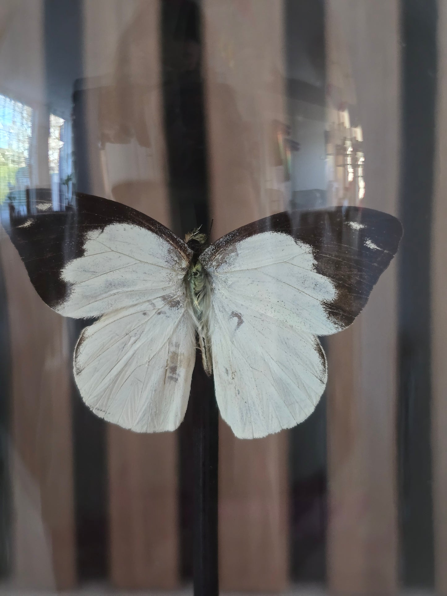 🦋✨ Vlinderstolp Appias Indra✨🦋