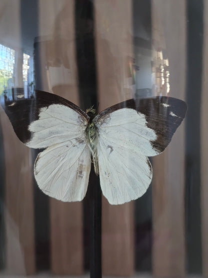 🦋✨ Vlinderstolp Appias Indra✨🦋