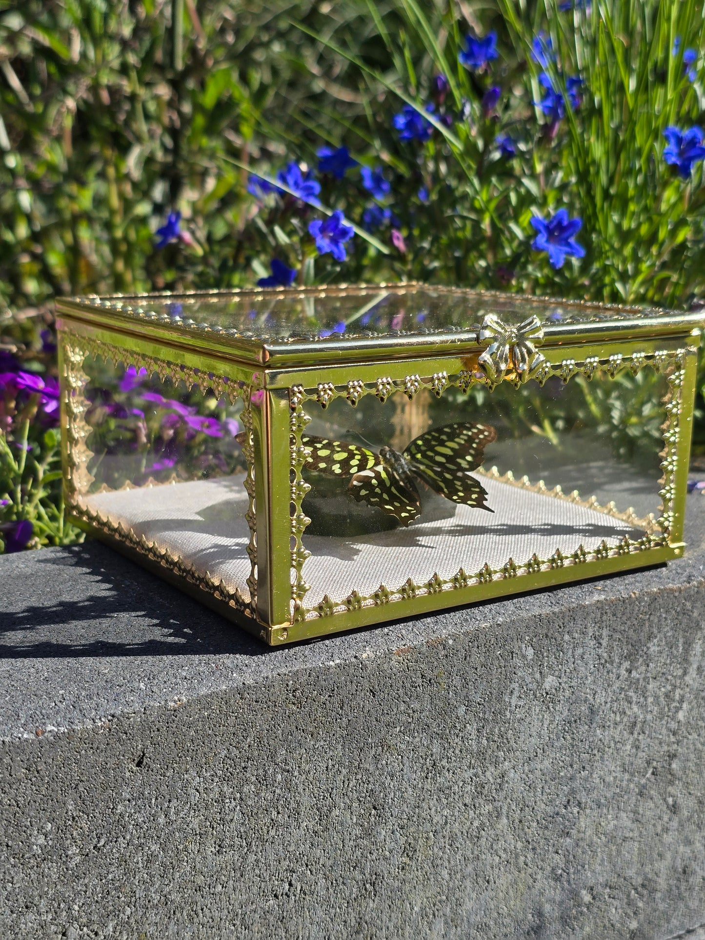 Luxe Vlinder met Labradoriet Gouden Display Box