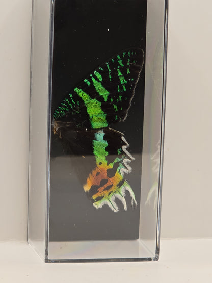 vlindervleugels in een transparante kunststof displaybox