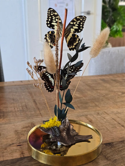 🦋XL vlinderstolp Graphium Doson & Papilio Demoleus🦋