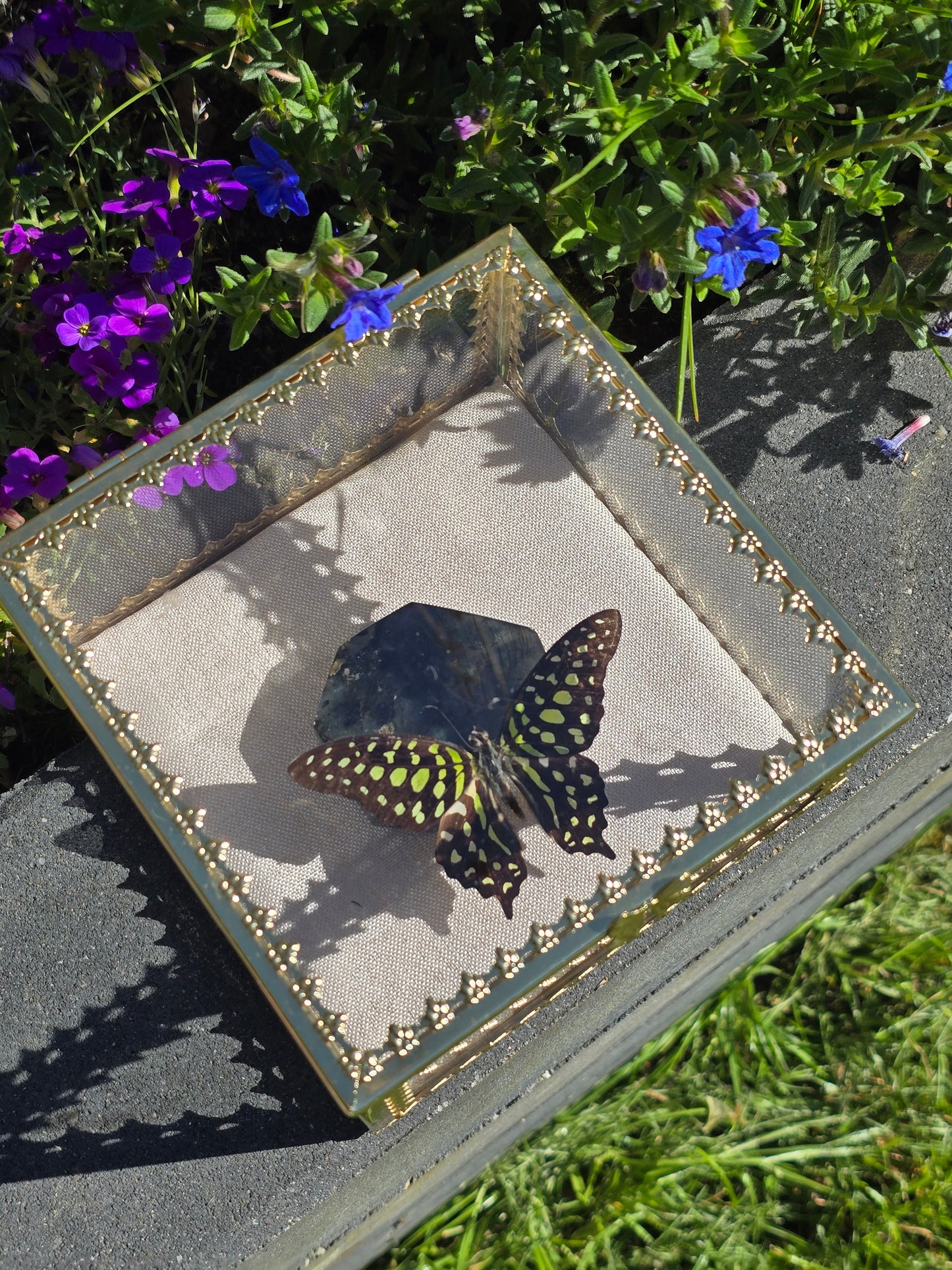 Luxe Vlinder met Labradoriet Gouden Display Box