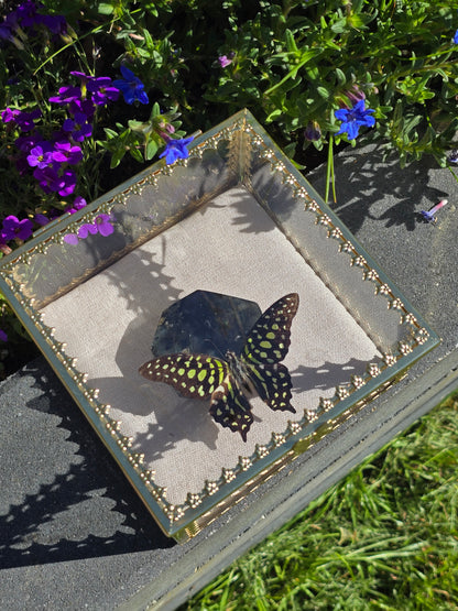Luxe Vlinder met Labradoriet Gouden Display Box