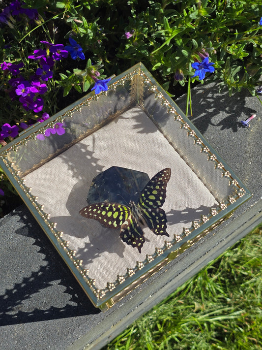 Luxe Vlinder met Labradoriet Gouden Display Box