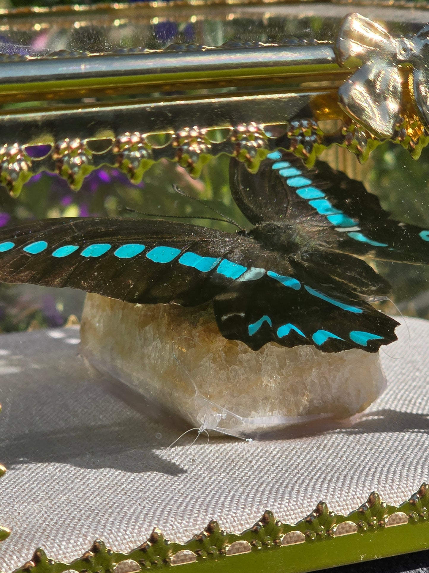 Vlinder in Gouden Display Box met Citrien