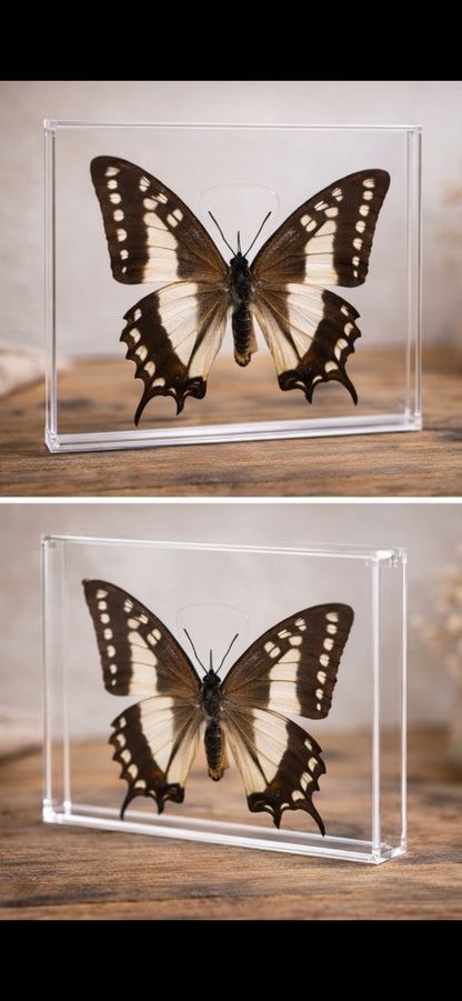 Unieke vlinder in displaybox
