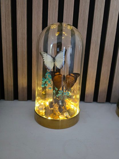 🦋 Vlinderstolp met led Doleschallia Bisaltide & Belenois Theora 🦋