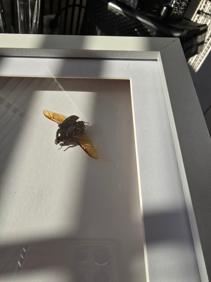 insectenlijstje 2e kansje✨