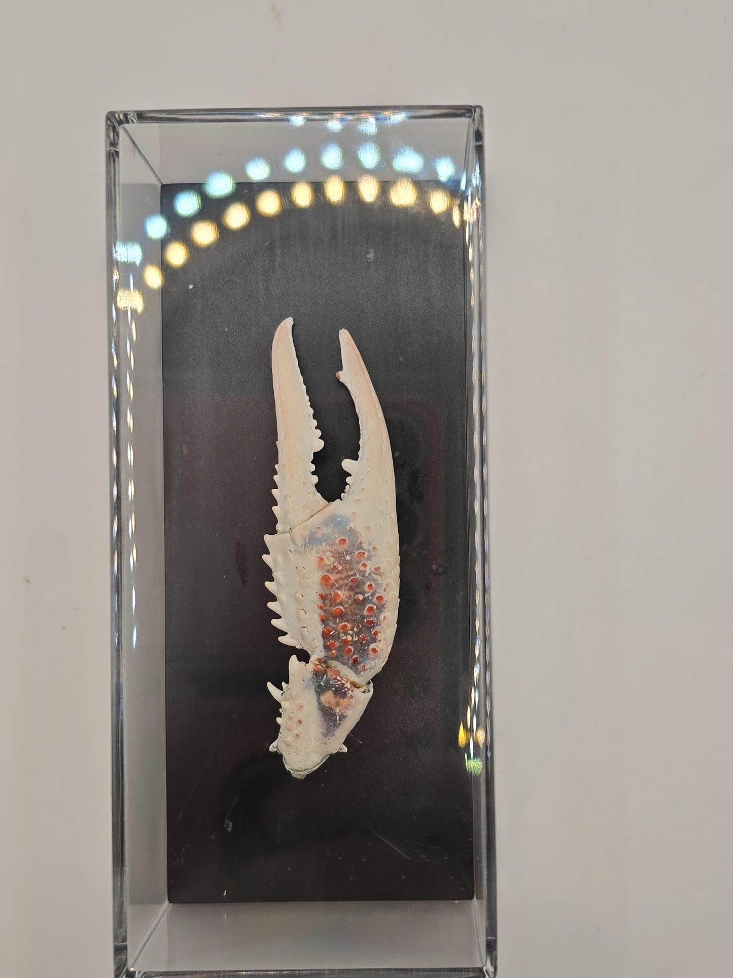 Krabschaar in Transparante Display