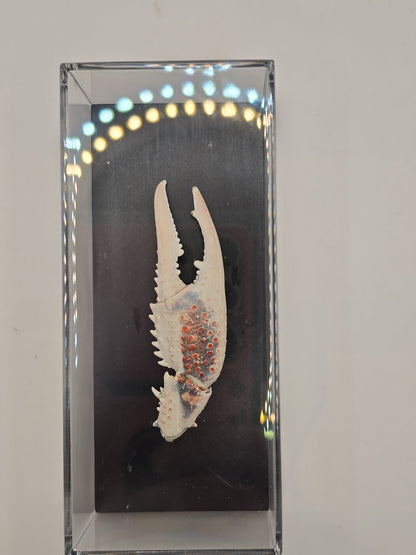 Krabschaar in Transparante Display