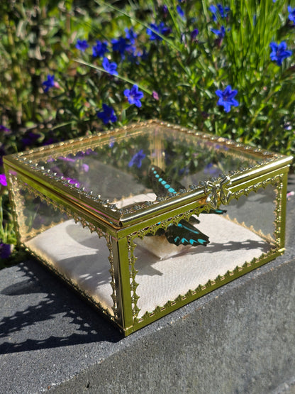 Vlinder in Gouden Display Box met Citrien