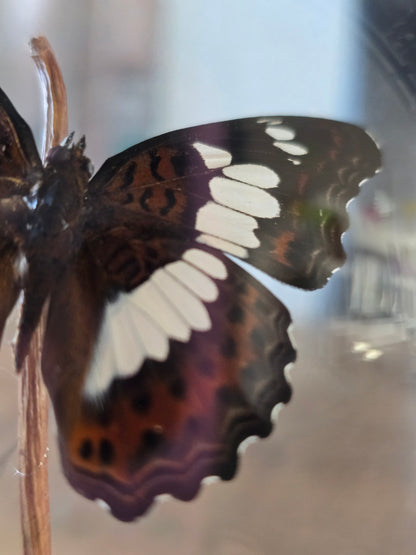 🦋 Vlinderstolp Moduza Procris 🦋