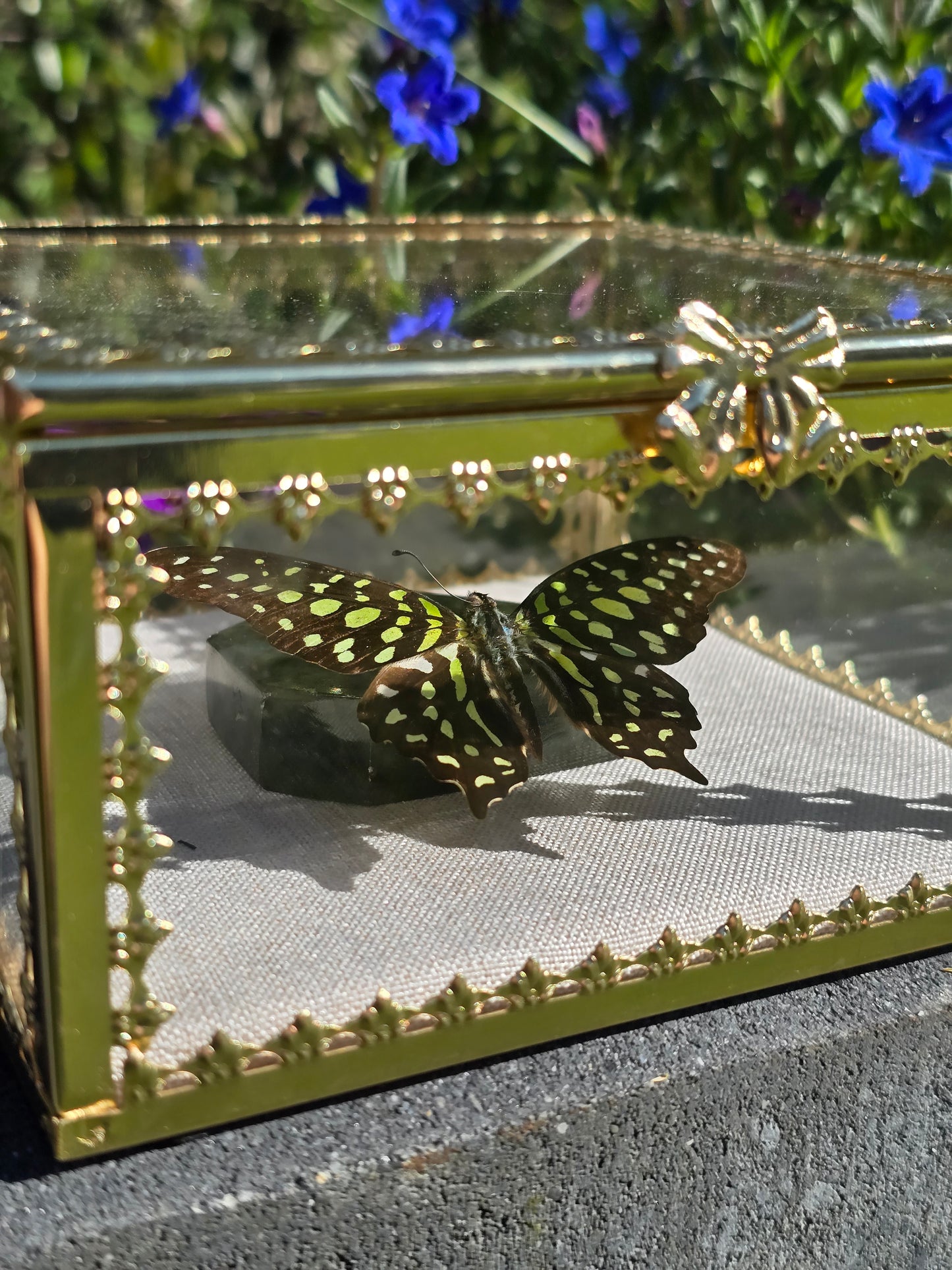 Luxe Vlinder met Labradoriet Gouden Display Box