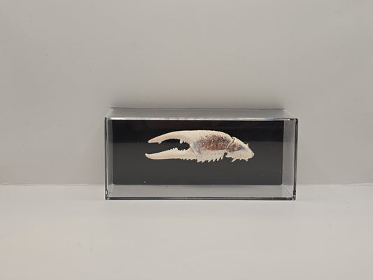 Krabschaar in Transparante Display