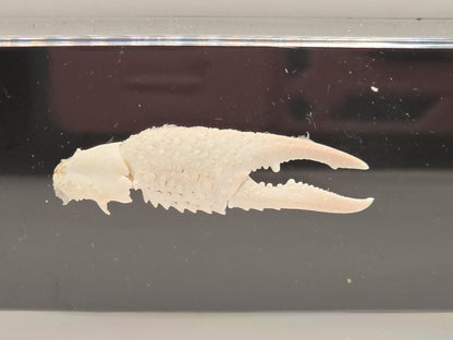 Krabschaar in Display Box