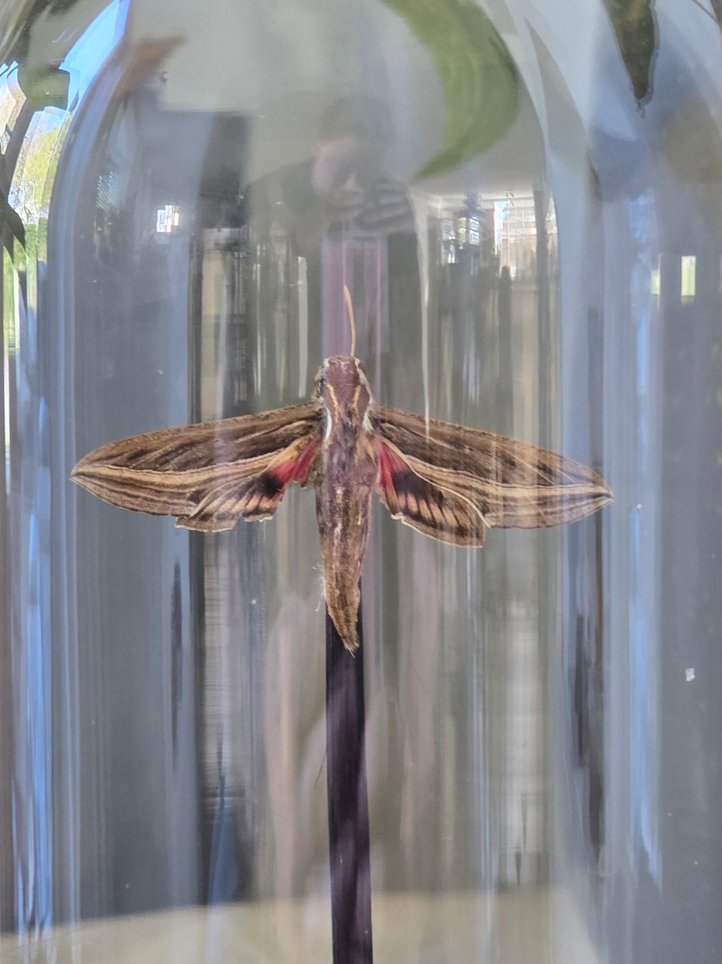 🦋 Opgezette Nachtvlinder in Stolp 🦋