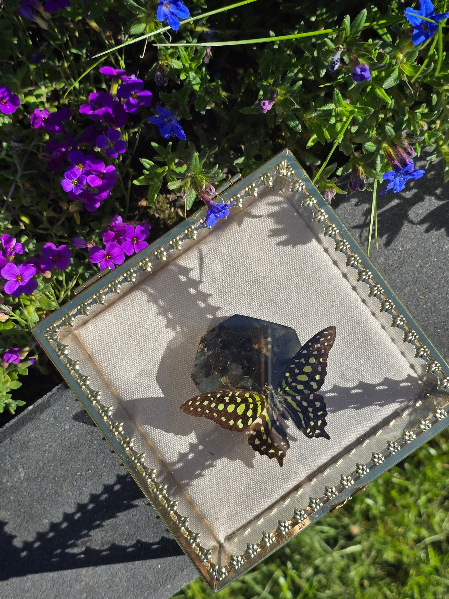 Luxe Vlinder met Labradoriet Gouden Display Box