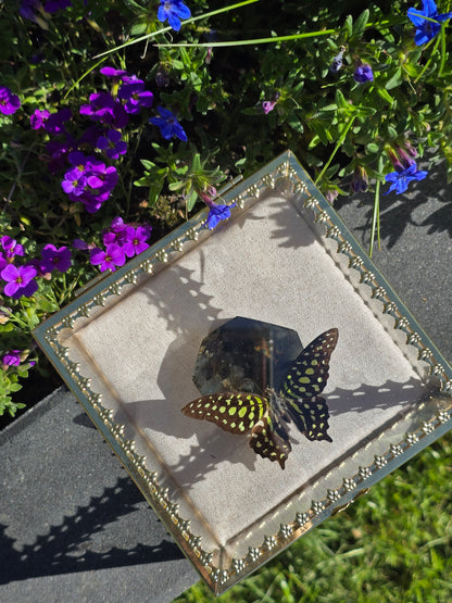 Luxe Vlinder met Labradoriet Gouden Display Box