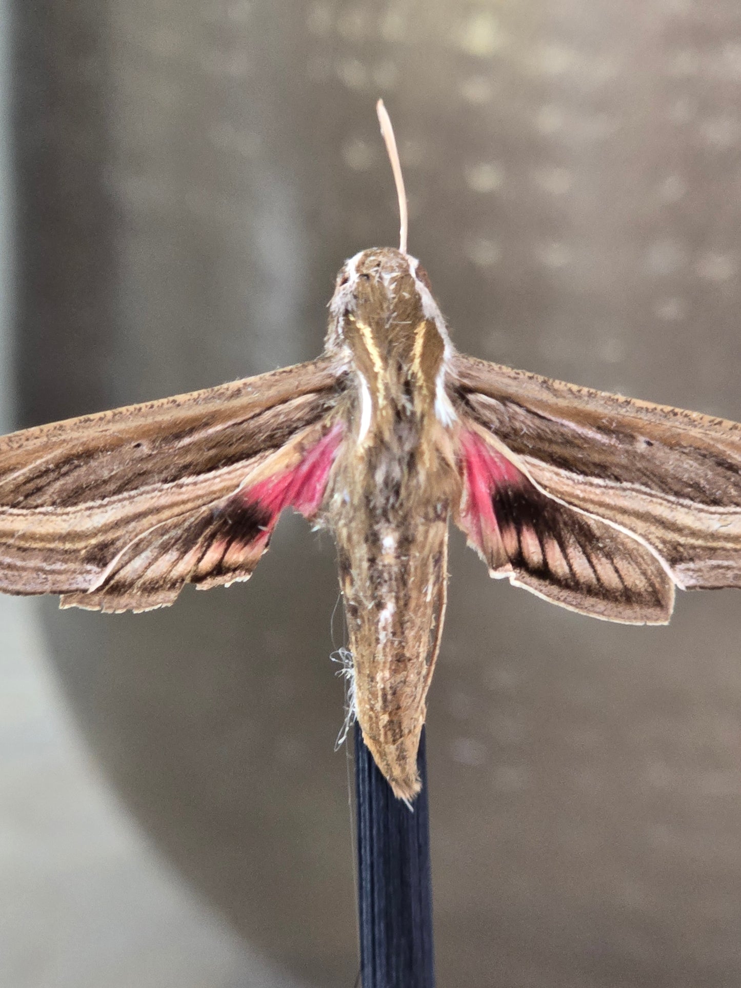 🦋 Opgezette Nachtvlinder in Stolp 🦋