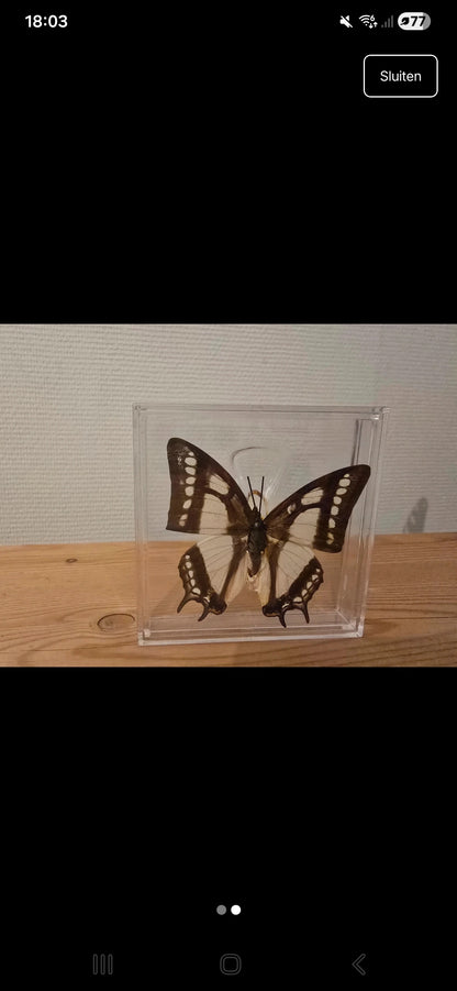 Unieke vlinder in displaybox