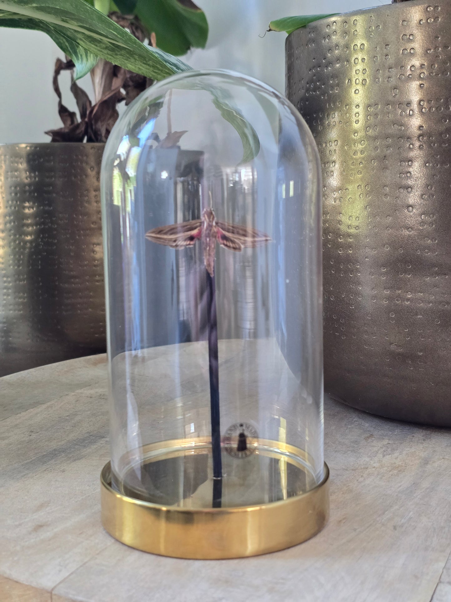 🦋 Opgezette Nachtvlinder in Stolp 🦋