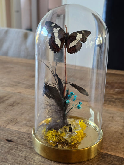 🦋 Vlinderstolp Moduza Procris 🦋