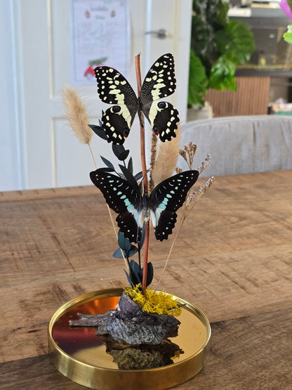 🦋XL vlinderstolp Graphium Doson & Papilio Demoleus🦋