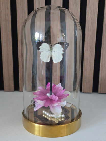 🦋✨ Vlinderstolp Appias Indra✨🦋