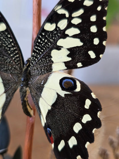 🦋XL vlinderstolp Graphium Doson & Papilio Demoleus🦋