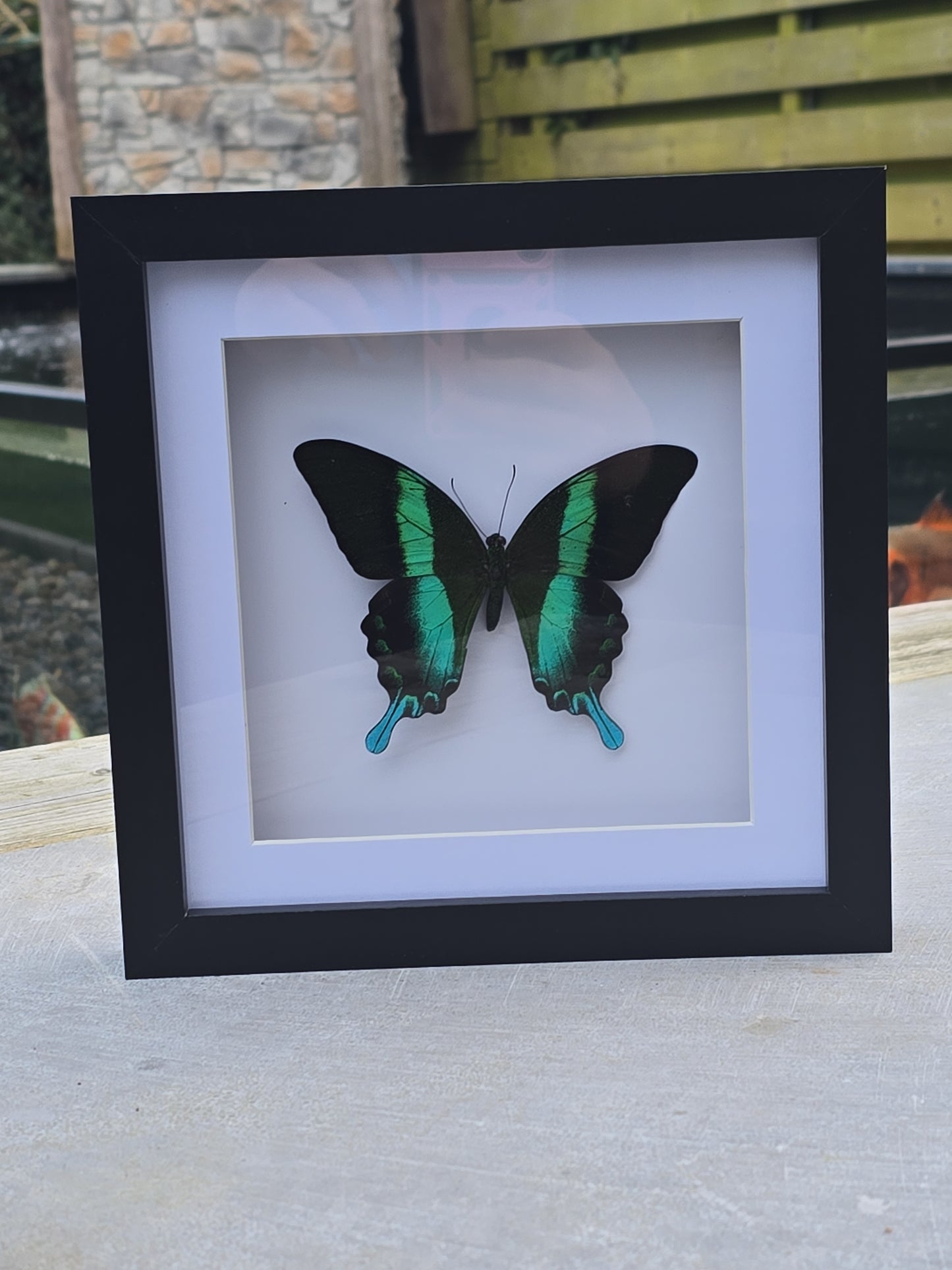 🦋 Opgezette Papilio Blumei – Peacock Swallowtail in luxe 3D lijst