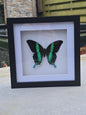 🦋 Opgezette Papilio Blumei – Peacock Swallowtail in luxe 3D lijst