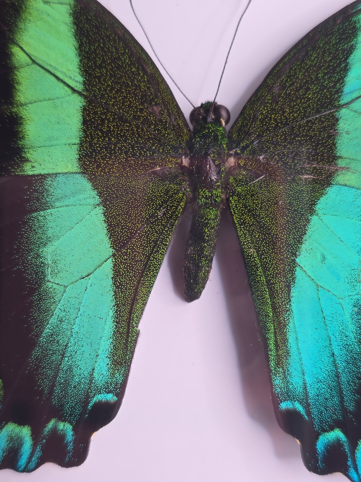 🦋 Opgezette Papilio Blumei – Peacock Swallowtail in luxe 3D lijst