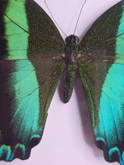 🦋 Opgezette Papilio Blumei – Peacock Swallowtail in luxe 3D lijst