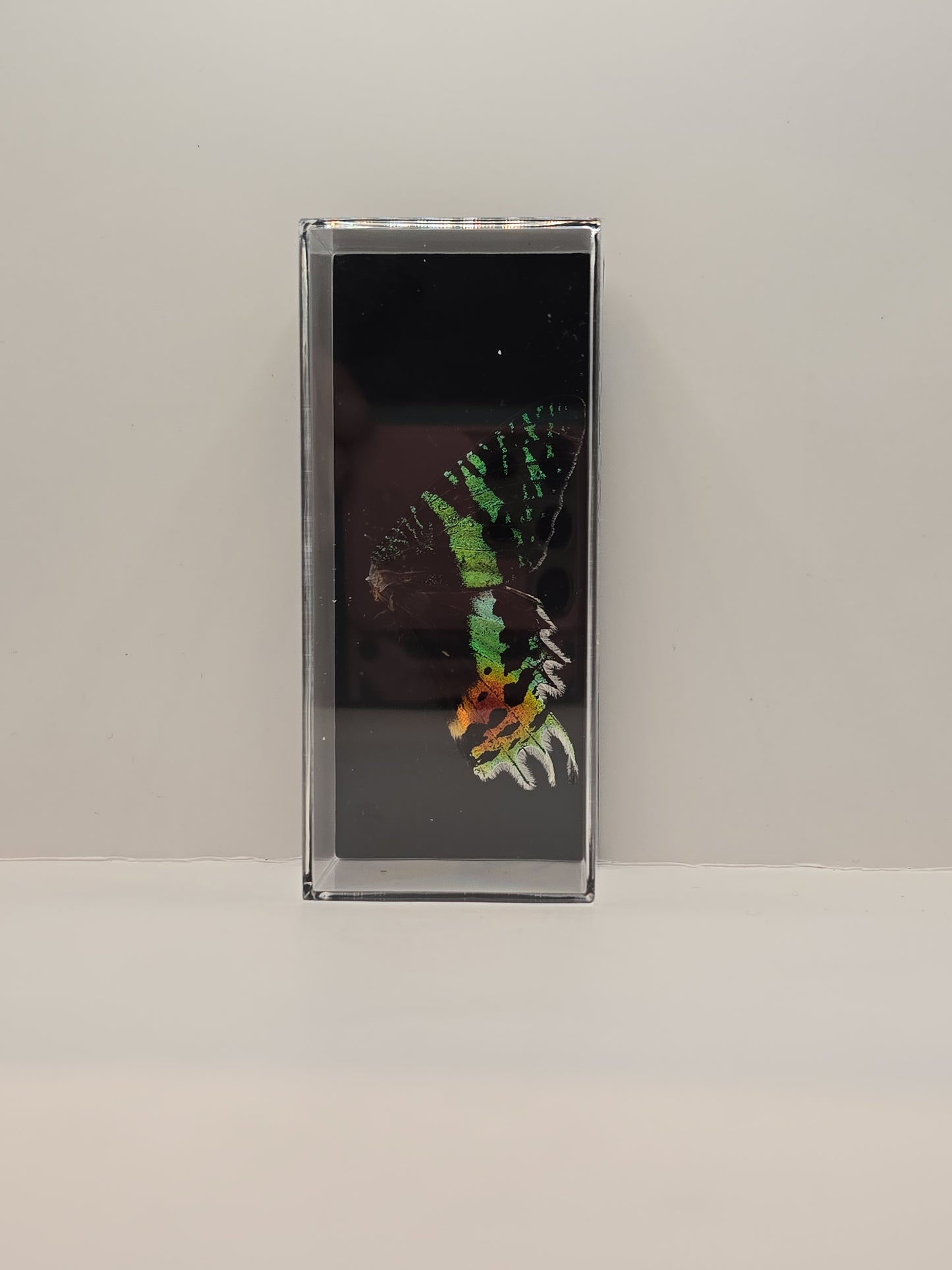 vlindervleugels in een transparante kunststof displaybox