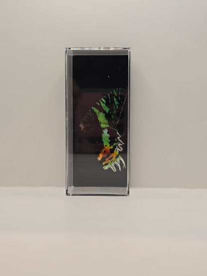 vlindervleugels in een transparante kunststof displaybox