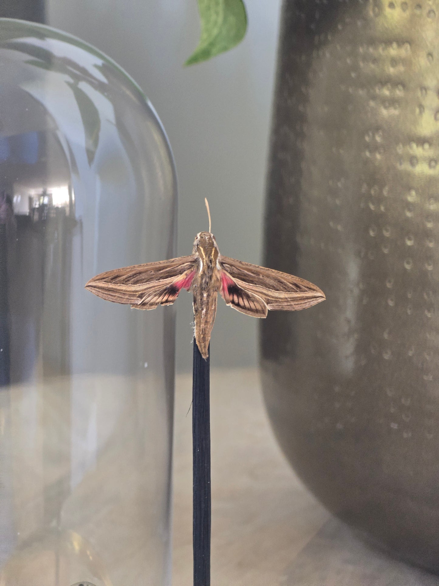 🦋 Opgezette Nachtvlinder in Stolp 🦋
