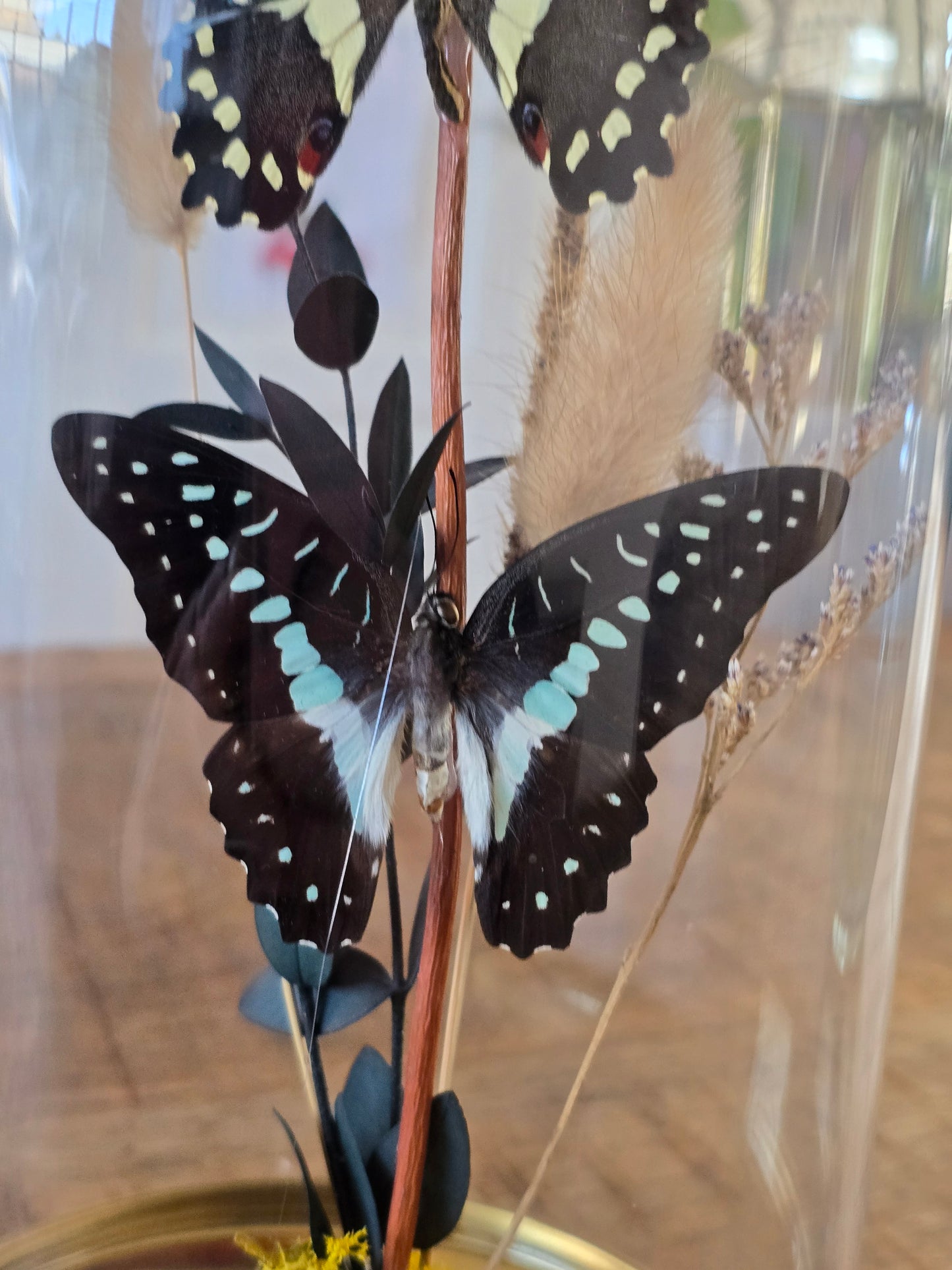 🦋XL vlinderstolp Graphium Doson & Papilio Demoleus🦋