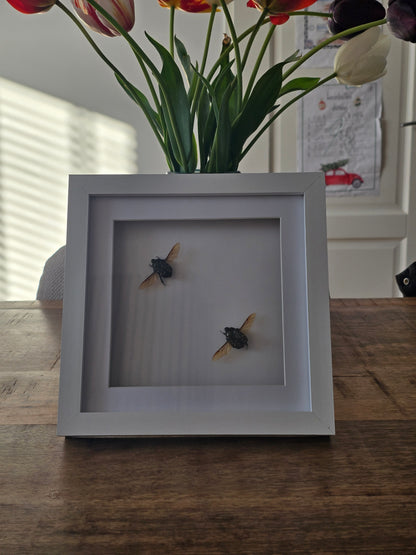 insectenlijstje 2e kansje✨