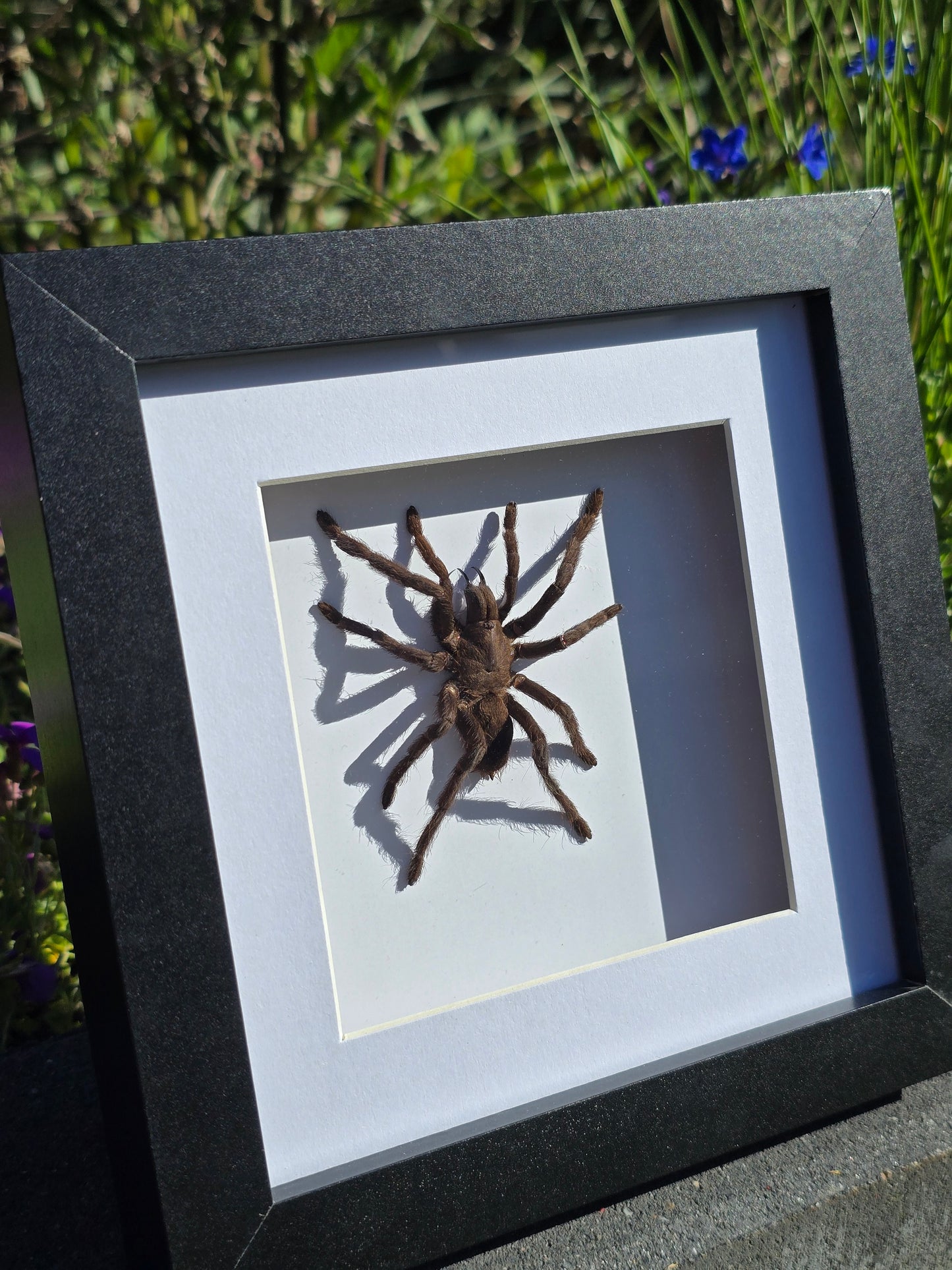 Eurypelma spinicrus Tarantula – Ingelijst