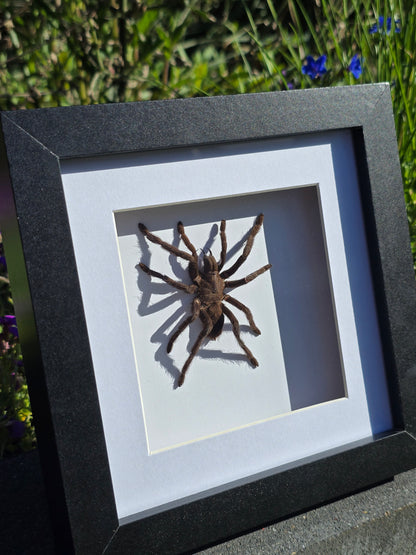 Eurypelma spinicrus Tarantula – Ingelijst