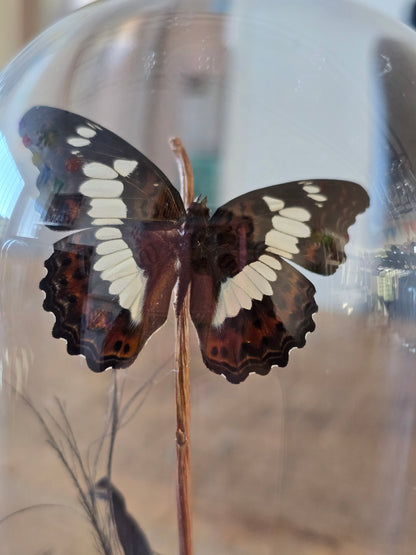 🦋 Vlinderstolp Moduza Procris 🦋