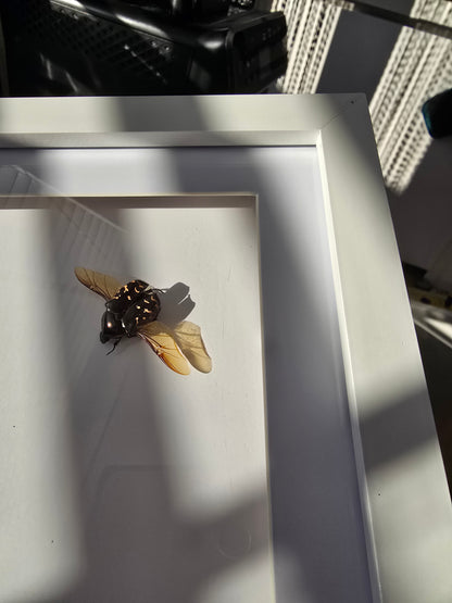 insectenlijstje 2e kansje✨
