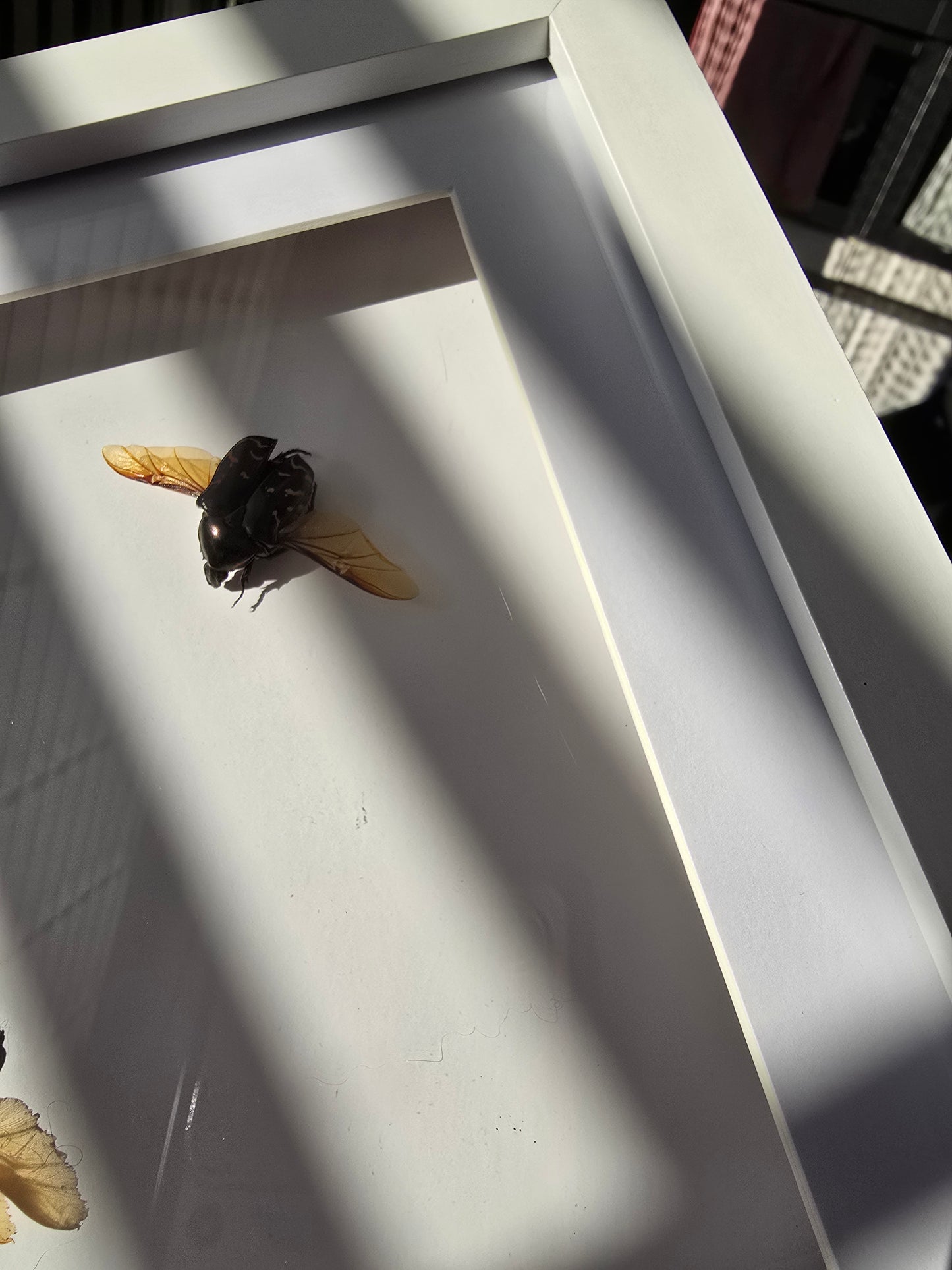 insectenlijstje 2e kansje✨