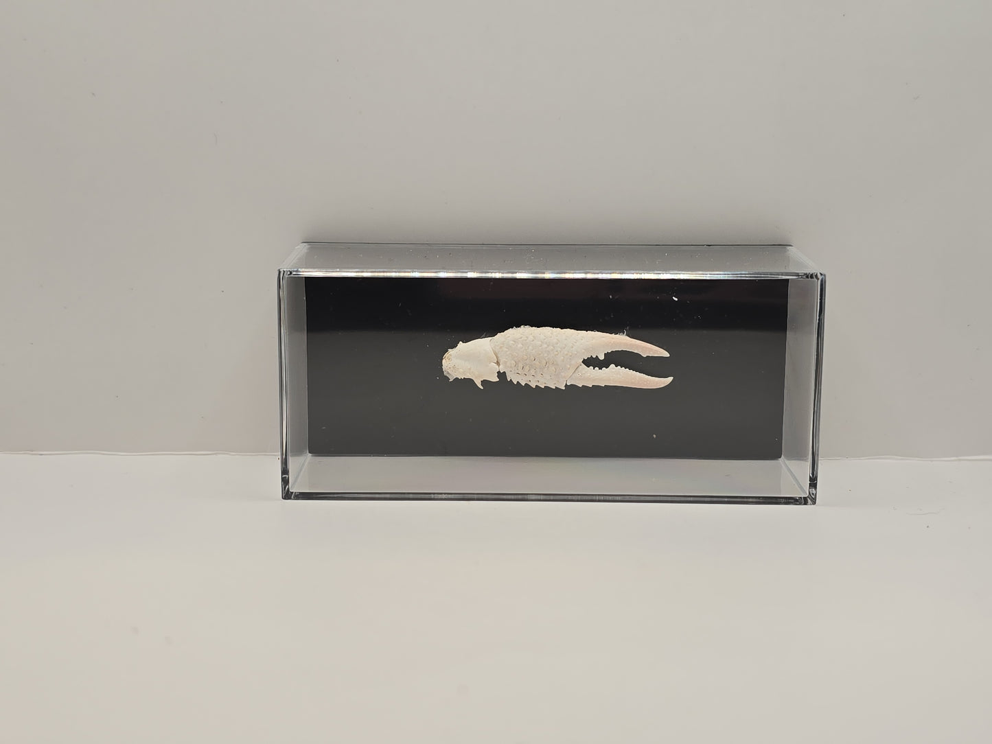 Krabschaar in Display Box