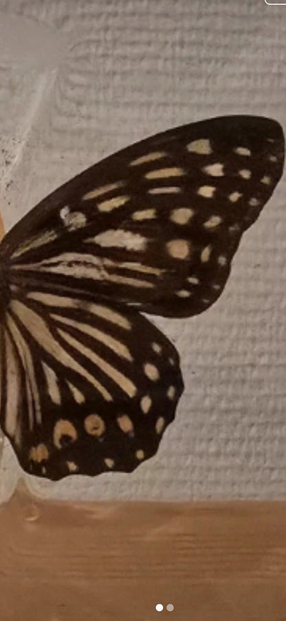 Unieke geprepareerde vlinder #2