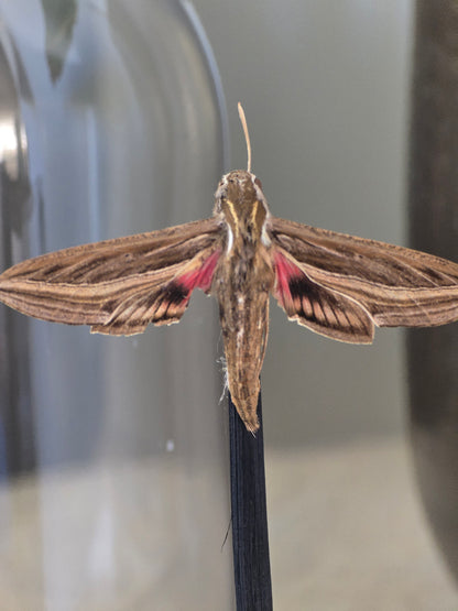 🦋 Opgezette Nachtvlinder in Stolp 🦋